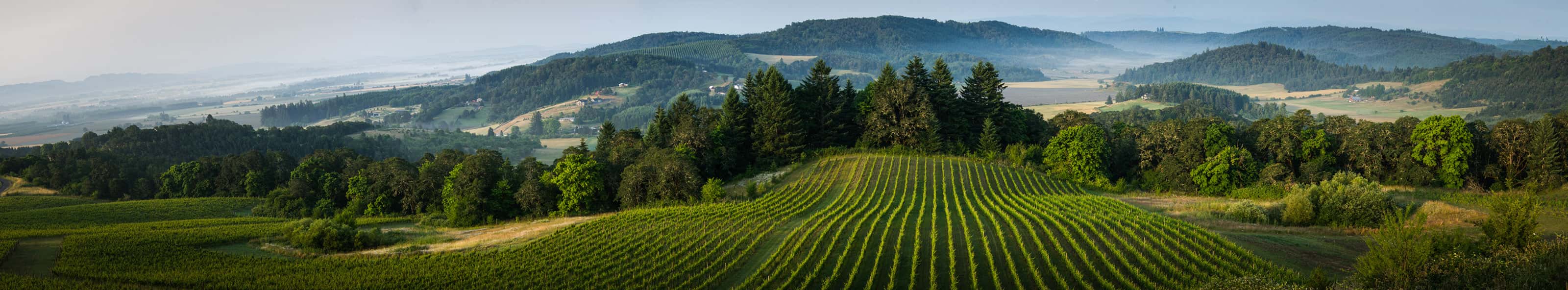 Panoramic view of a lush vineyard in rolling hills with dense forest, farmland, and distant mountains under a hazy blue sky in early morning light.