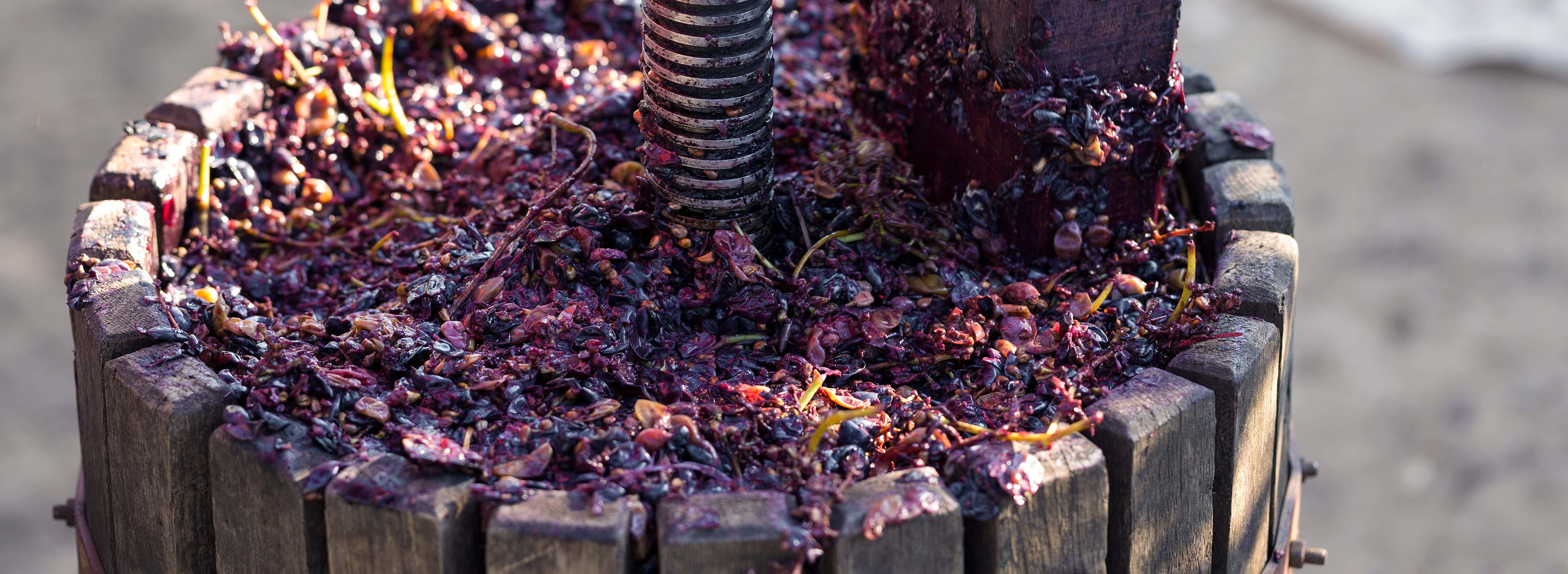 Close-up of a traditional wine press filled with crushed red grapes, stems, and seeds, showing the winemaking process in action.
