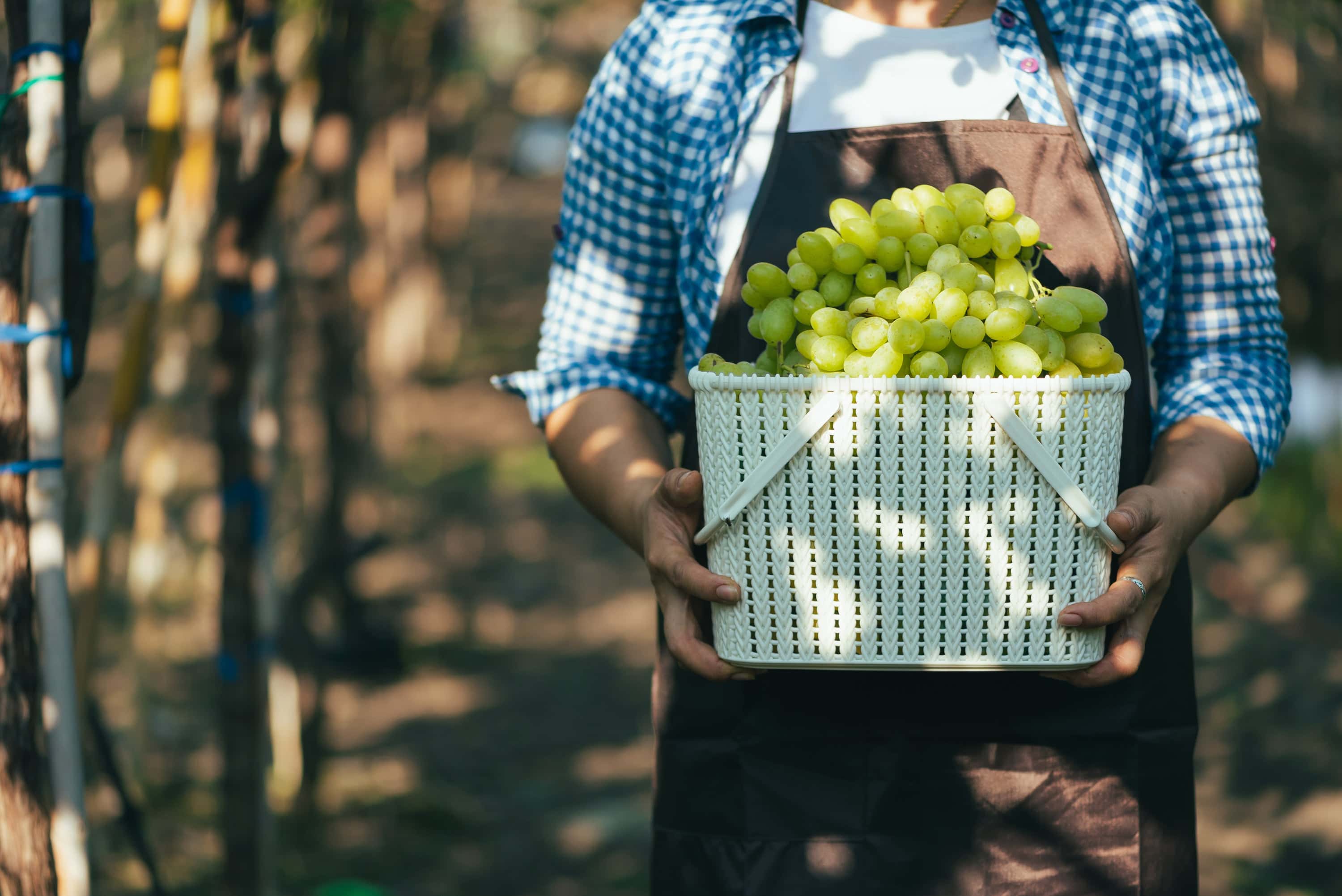 Person wearing a blue checkered shirt and apron holding a white basket filled with freshly harvested green grapes in a vineyard.