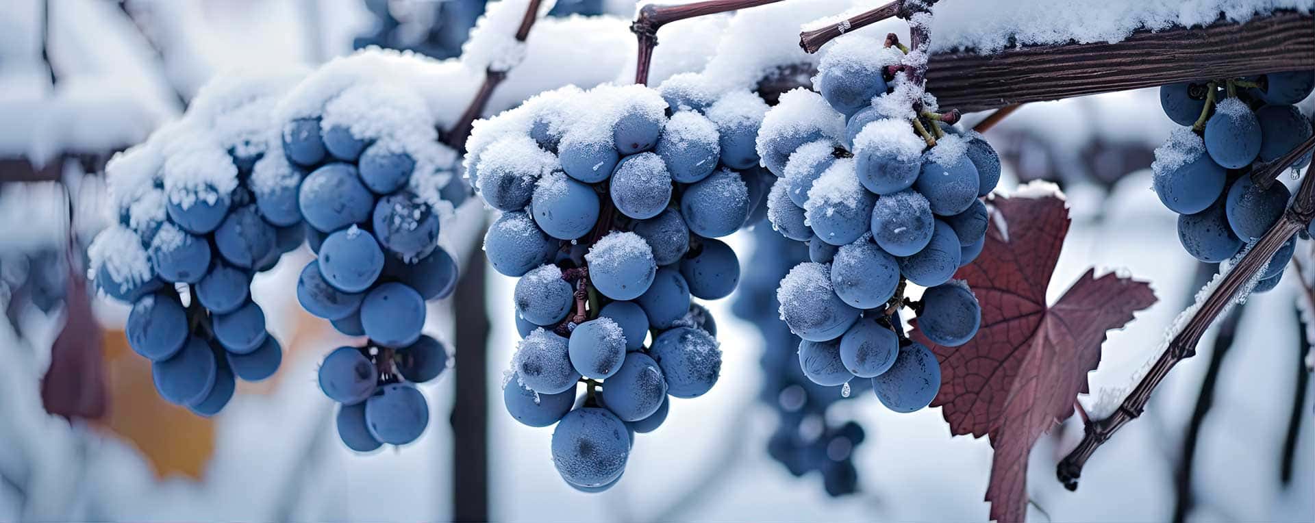 Close-up of ripe purple grapes covered in fresh snow on a vine during winter, illustrating frozen vineyard conditions.